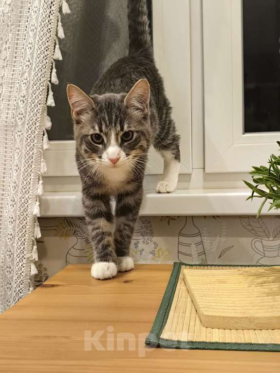 Кошки в Москве: Котёнок бесплатно Мальчик, Бесплатно - фото 2