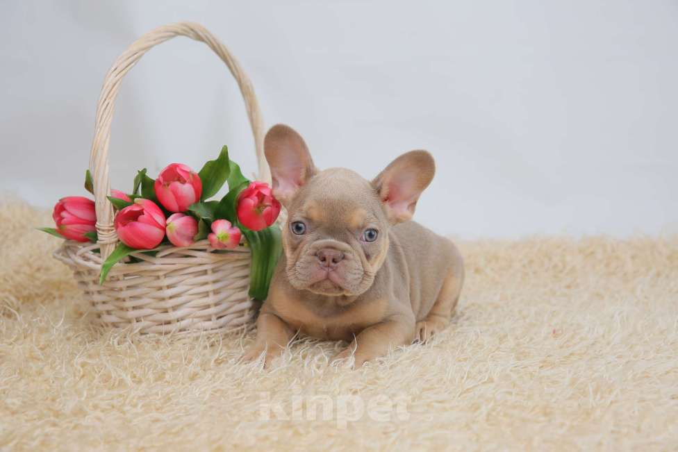 Собаки в Москве: щенки французского бульдога изабелла Мальчик, Бесплатно - фото 1