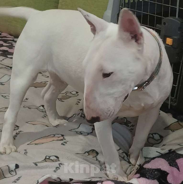 Собаки в Санкт-Петербурге: Девочка 1 год. Рожд. 19.02.2025г. Девочка, 100 000 руб. - фото 1