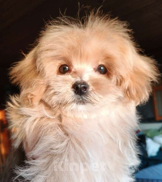 Собаки в Москве: Мальтипу чудесная девочка Девочка, 100 000 руб. - фото 4