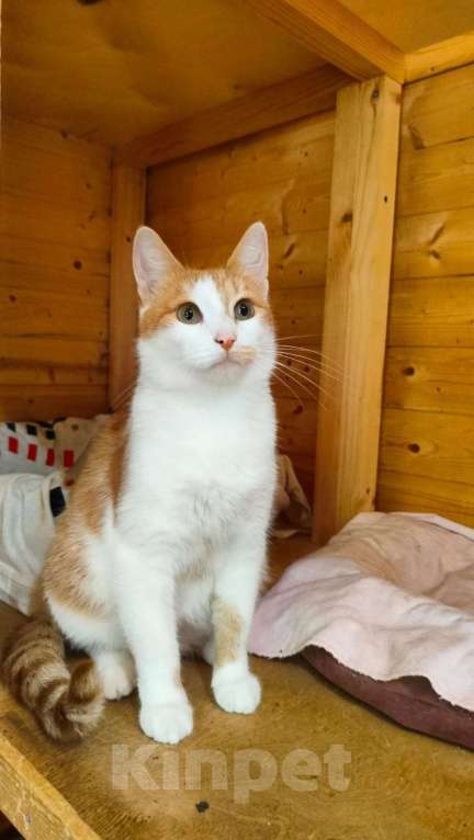 Кошки в Москве: Очаровательные котята (10 мес.) ищут дом Девочка, Бесплатно - фото 9