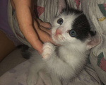 Кошки в Стерлитамаке: Отдам котят в добрые и любящие руки Девочка, Бесплатно - фото 1
