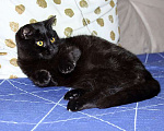 Кошки в Москве: Черная жемчужина Бусинка, ласковый котенок-подросток в добрые руки Девочка, Бесплатно - фото 5