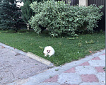 Собаки в Саратове: Девочка Шпиц Красотка Девочка, 55 000 руб. - фото 8