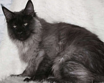 Кошки в Карачеве: Котик Мейн Кун, 10 000 руб. - фото 2