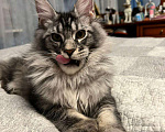 Кошки в Ростове-на-Дону: Котёнок породы мейн-кун Мальчик, 40 000 руб. - фото 2