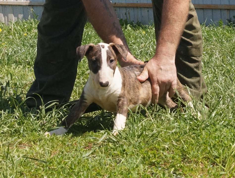 Собаки в Пушкино: крупная девочка стандартного бультерьера (Манюня) Девочка, 80 000 руб. - фото 4