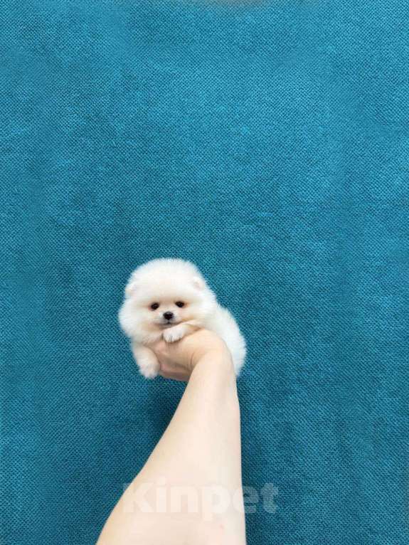 Собаки в Москве: Миниатюрная девочка Девочка, 30 000 руб. - фото 1