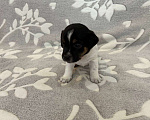 Собаки в Чехове: Щенки Джек Рассел терьер  Мальчик, 30 000 руб. - фото 10