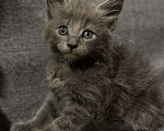 Кошки в Тамбове: Мейн кун Мальчик, 15 000 руб. - фото 2