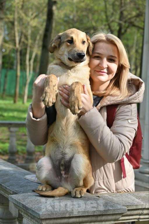 Собаки в Москве: классный мальчик сидит в приюте Мальчик, 100 руб. - фото 3
