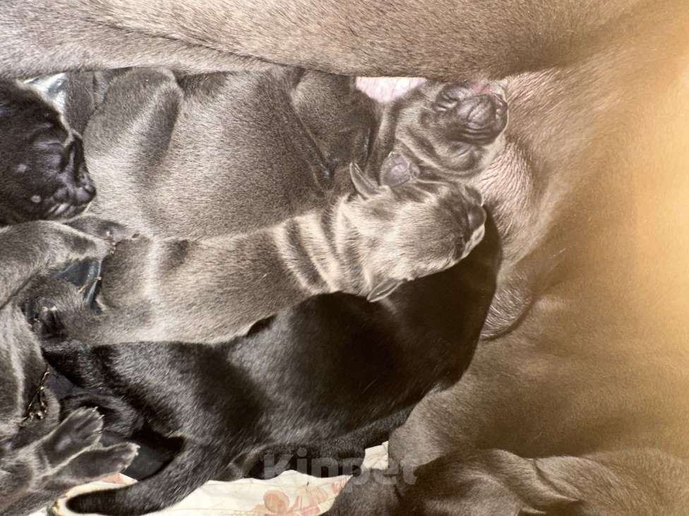 Собаки в других городах Московской области: Щенки Кане-корсо Разнополые, 40 000 руб. - фото 2