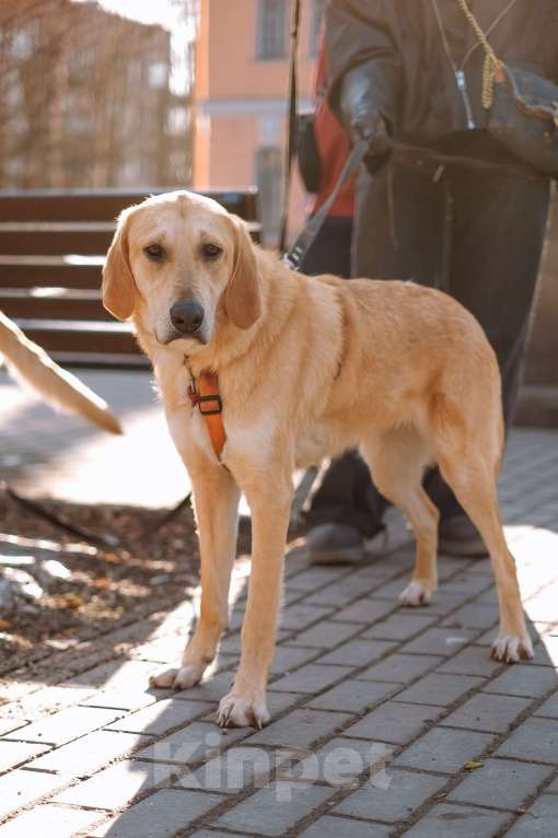 Собаки в Санкт-Петербурге: Красавица Рикки из приюта ищет дом Девочка, Бесплатно - фото 10