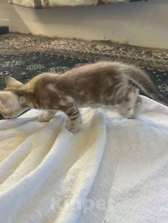 Кошки в Казани: Линкс розетка  Девочка, 35 000 руб. - фото 7