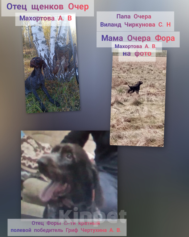 Собаки в Рассказово: Продаются щенки Дратхаара Разнополые, 10 000 руб. - фото 8