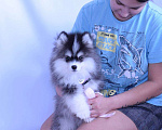 Собаки в Краснодаре: Самый маленький Помски Мальчик, 500 000 руб. - фото 3