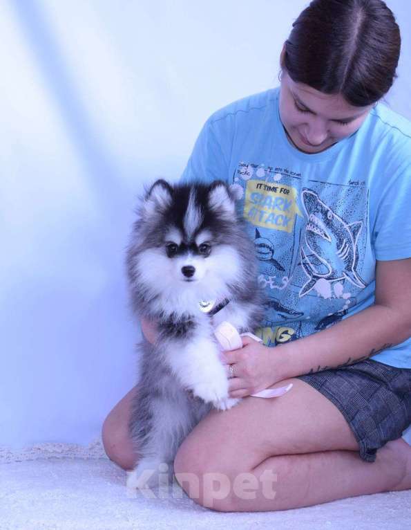 Собаки в Краснодаре: Самый маленький Помски Мальчик, 500 000 руб. - фото 3