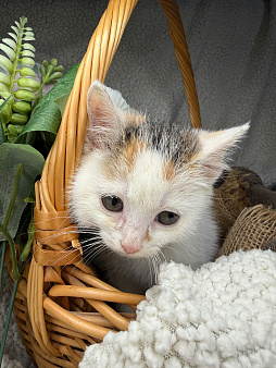 Котенок Бабочка