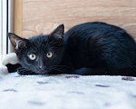 Кошки в Москве: Изюмка ищет свой дом Девочка, Бесплатно - фото 4