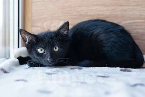 Кошки в Москве: Антрацит ищет дом Мальчик, Бесплатно - фото 4