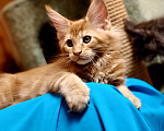 Кошки в Москве: Огненный рыжик Мальчик, 60 000 руб. - фото 4