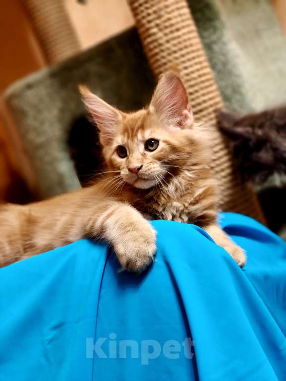 Кошки в Москве: Огненный рыжик Мальчик, 60 000 руб. - фото 4