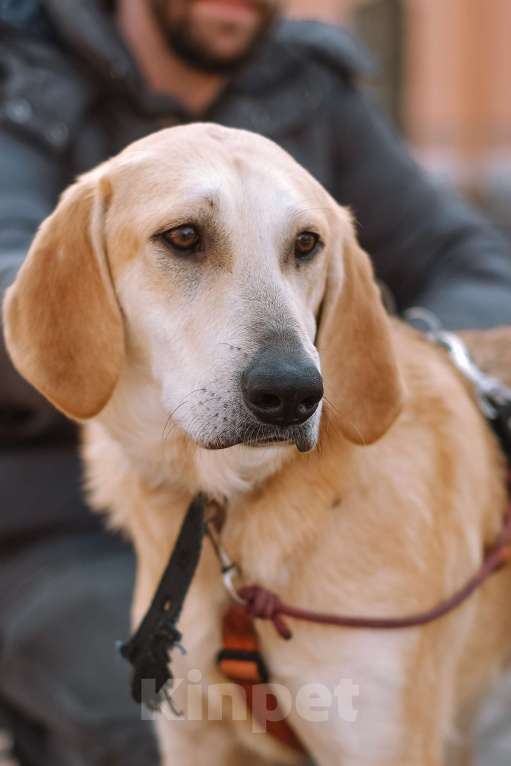 Собаки в Санкт-Петербурге: Рикки, гончая из приюта в добрые руки Девочка, Бесплатно - фото 1