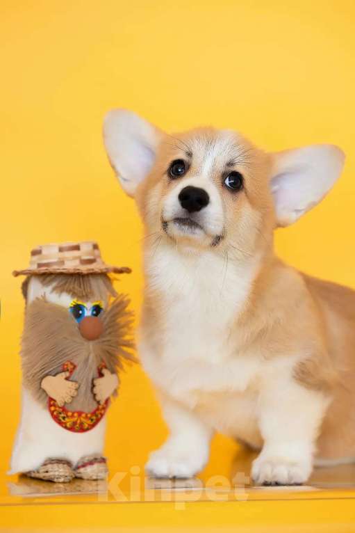 Собаки в Мытищах: Щенки вельш-корги пемброка РКФ Разнополые, Бесплатно - фото 1