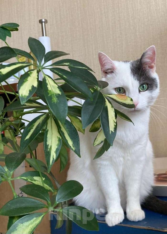 Кошки в Москве: Белый очень ласковый кот Зая Мальчик, Бесплатно - фото 6