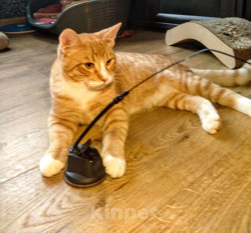 Кошки в Санкт-Петербурге: Котик Пряник в добрые руки Мальчик, Бесплатно - фото 7