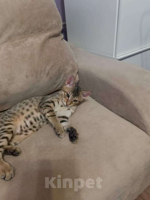 Кошки в Москве: Саванна SBT F5 Девочка, 60 000 руб. - фото 3