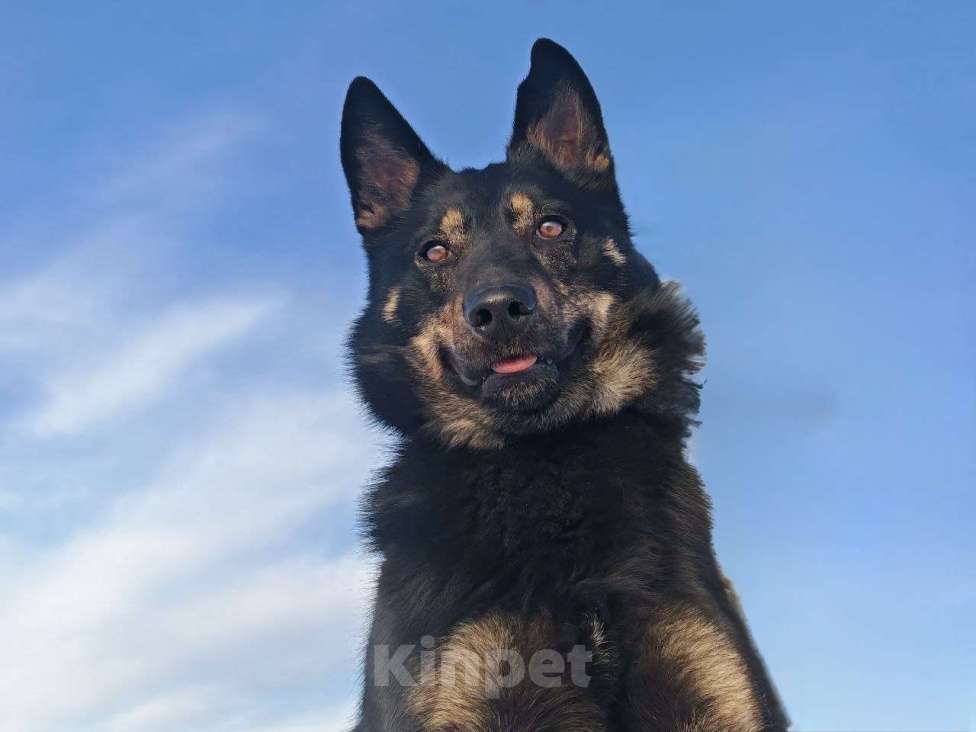 Собаки в Воскресенске: Веселый волчара Мальчик, Бесплатно - фото 1