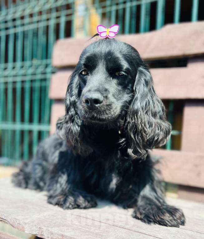 Собаки в других городах Ставропольского края: Английский Кокер спаниель Девочка, 20 000 руб. - фото 3