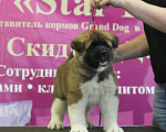 Собаки в Ангарске: Мальчик Американской Акиты  Мальчик, 120 000 руб. - фото 2
