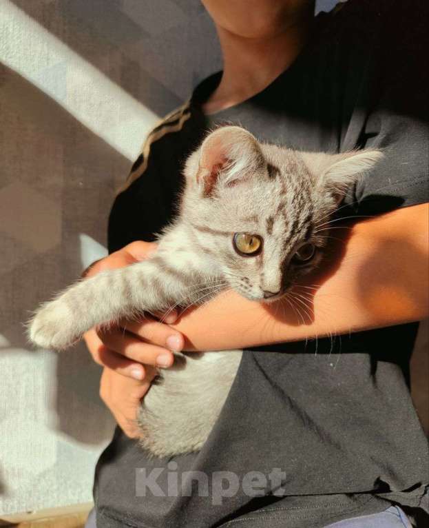 Кошки в Самаре: Котёнок в добрые руки Девочка, Бесплатно - фото 1