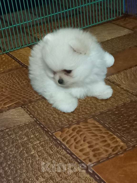 Собаки в Екатеринбурге: Очаровательная Леди Девочка, Бесплатно - фото 4