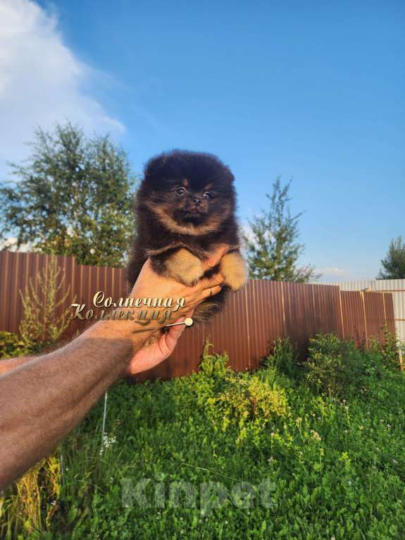 Собаки в Москве: Померанский шпиц  медежоночек девочка Девочка, Бесплатно - фото 2