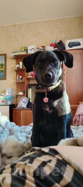Собаки в Димитровграде: Красивая девочка, ищет хозяина  Девочка, Бесплатно - фото 3