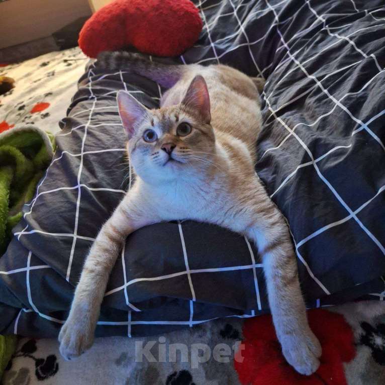 Кошки в Липецке: Отдаю в надёжные руки Кефира Мальчик, Бесплатно - фото 5