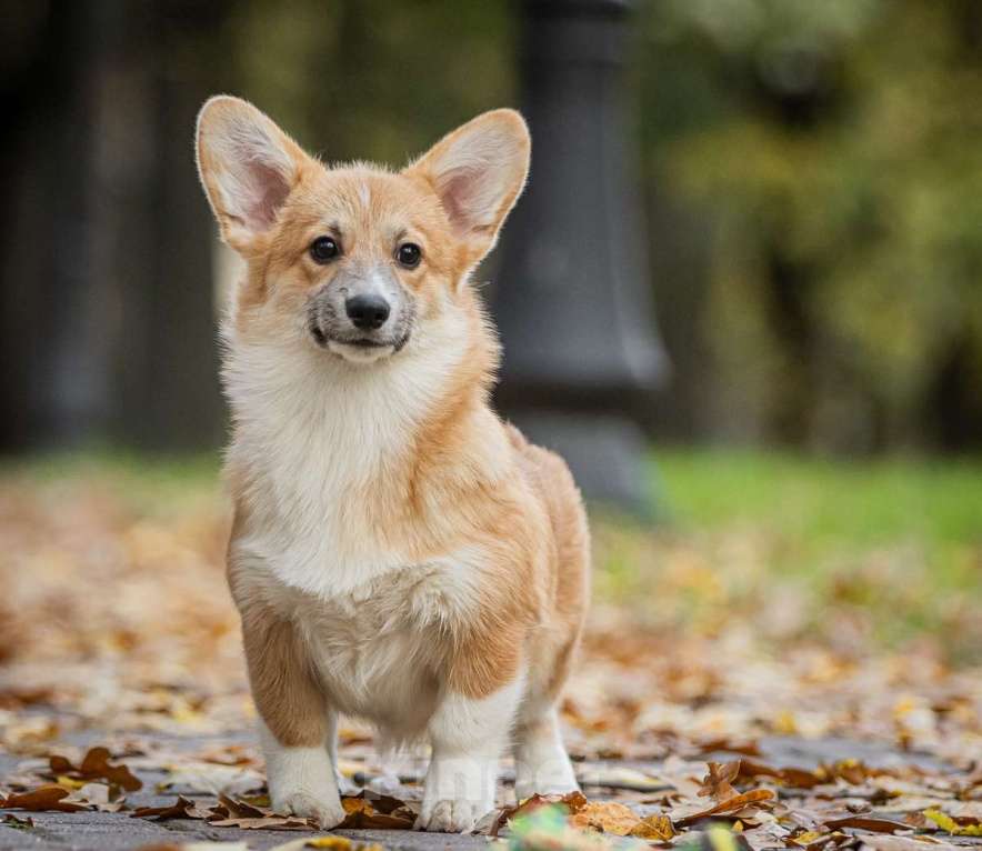 Собаки в Москве: Вельш корги пемброк, девочка Девочка, 70 000 руб. - фото 1