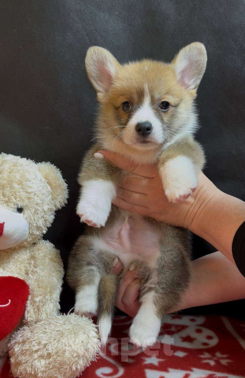 Собаки в других городах Московской области: Вельш корги пемброк мальчик с хвостиком Мальчик, 38 000 руб. - фото 9