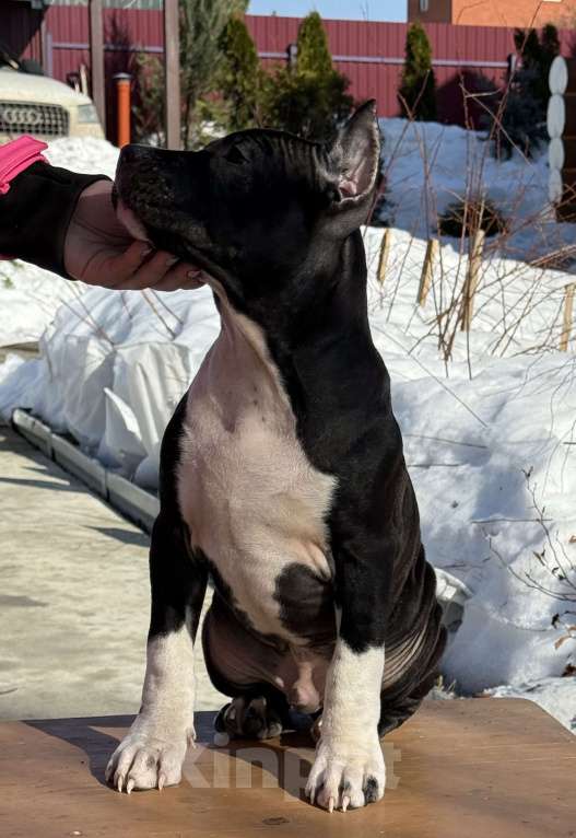 Собаки в Москве: Щенок американского стаффордширского терьера! Мальчик, 60 000 руб. - фото 3