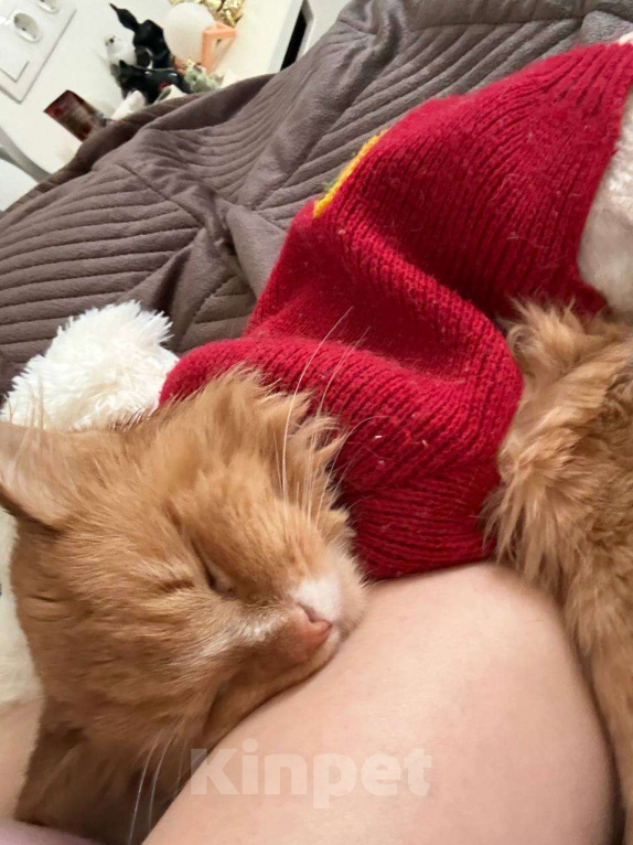 Кошки в Москве: Стильный Еремей ищет дом! Мальчик, Бесплатно - фото 5