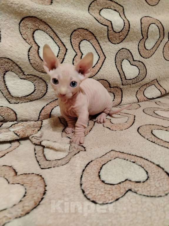 Кошки в Озерах: Продажа котят породы двельф Мальчик, 35 000 руб. - фото 6