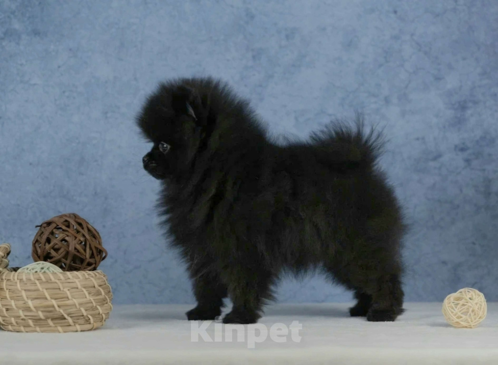 Собаки в Всеволожске: Мальчик померанского шпица Мальчик, 60 000 руб. - фото 1