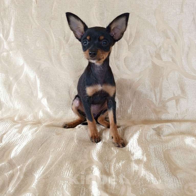 Собаки в Санкт-Петербурге: Гладкошёрстные щенки  Мальчик, 30 000 руб. - фото 8