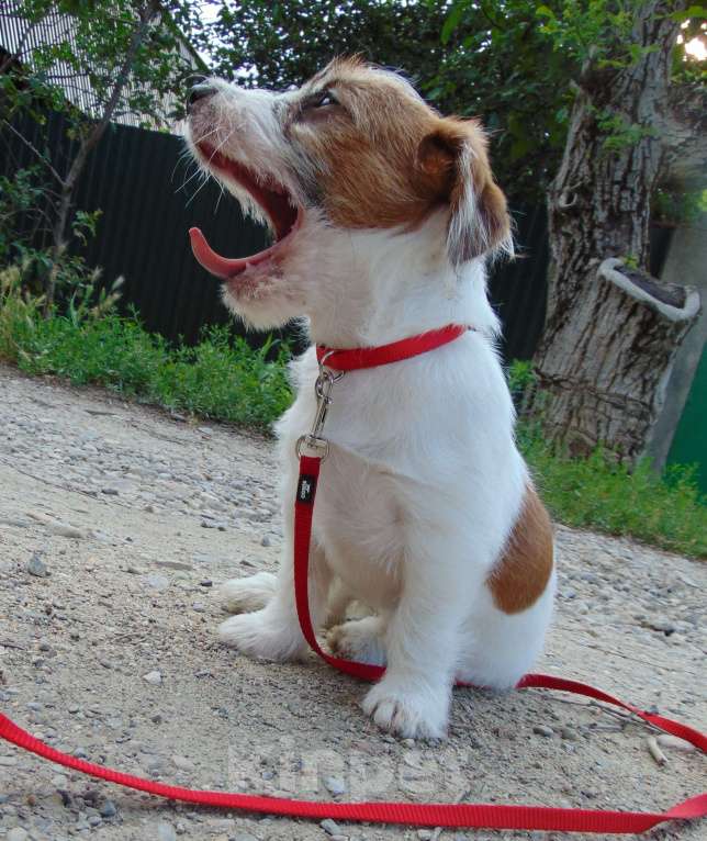 Собаки в Москве: Высокопородный щенок Джек Рассел терьера брокен Девочка, Бесплатно - фото 2