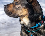 Собаки в Москве: Отличный Пес метис Ка де Бо ищет дом! Мальчик, Бесплатно - фото 2