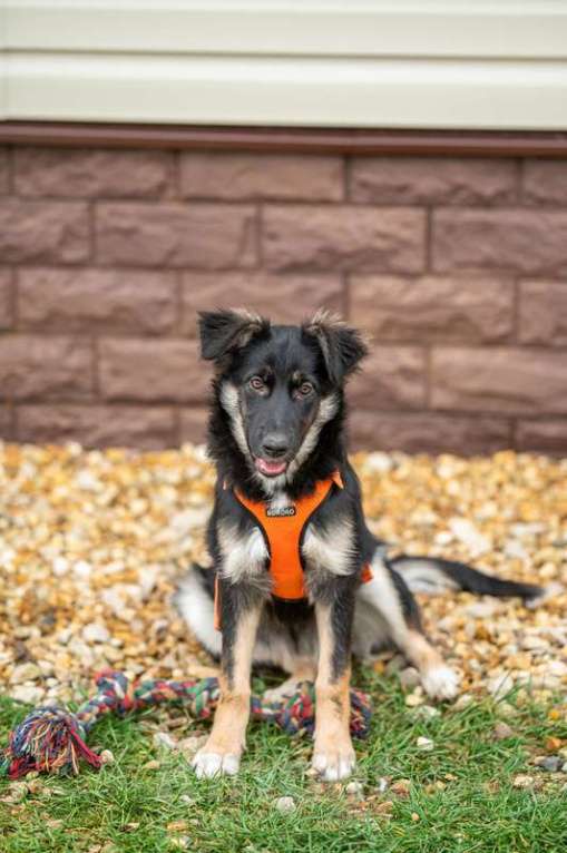 Собаки в Москве: Щенки метисы овчарки в добрые руки Девочка, 1 руб. - фото 2