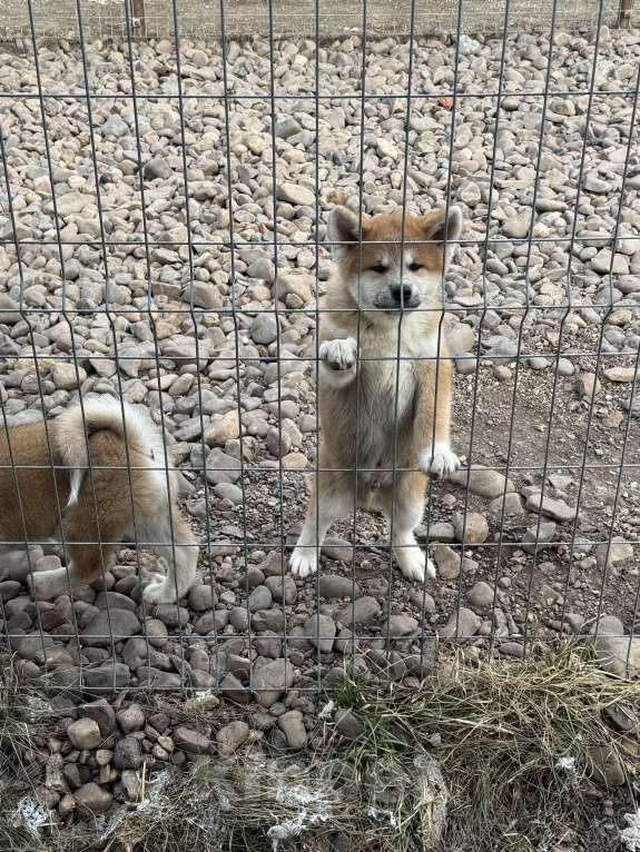 Собаки в Уфе: Щенок Акита ину Мальчик, 70 000 руб. - фото 3